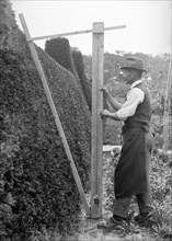 A gardener in the grounds of Great Dixter, East Sussex, c1919-c1933