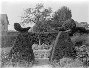 Fighting Cocks' topiary at Great Dixter, Northiam, East Sussex, 1927