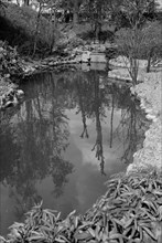Reflections in the pond at Gravesend Gardens, Kent, c1945-c1965