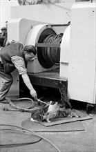 The ship's cat, c1945-c1965