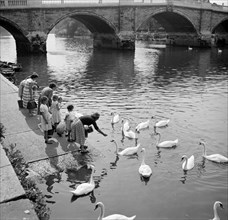 Feeding swans beside Richmond Bridge, London, c1945-c1965