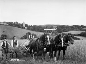 Harvesting, Trevisick Poundstock, Cornwall, c1896-c1920