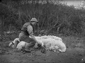Sheep shearing, Northamptonshire, c1896-c1920