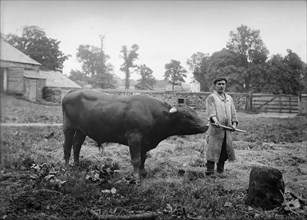 A bull near Charwelton Manor House, Charwelton, Northamptonshire, c1896-c1920
