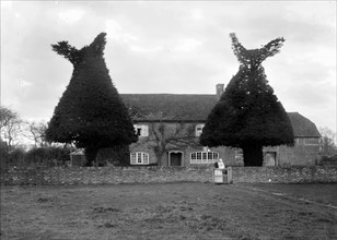 Yew tree topiary at Goosey Cottage, Goosey, Oxfordshire, c1860-c1922