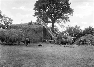 Men piling hay using a horse powered elevator, Stanford in the Vale, Oxfordshire, c1860-c1922
