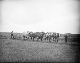 Farm labourers and oxen ready to plough a field, near Lechlade, Gloucestershire, c1860-c1922