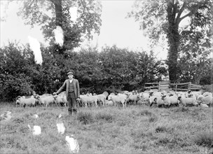 A shepherd with his flock near Hellidon, Northamptonshire, c1873-c1923