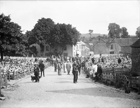 Sheep fair at East Ilsley, Berkshire, c1860-c1922