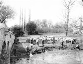 Group of shepherds washing their sheep in the river, Radcot Bridge, Oxfordshire, 1885