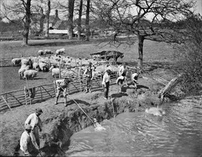 Shepherds washing their flock, Radcot Bridge, Grafton And Radcot, Oxfordshire, 1885