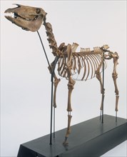 Skeleton of a horse, 2nd century. Artist: Unknown