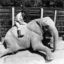 Keeper and elephant, London Zoo, (1950s?). Artist: Henry Grant