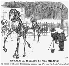 'Wonderful Instinct of The Giraffe', 1865. Artist: George du Maurier