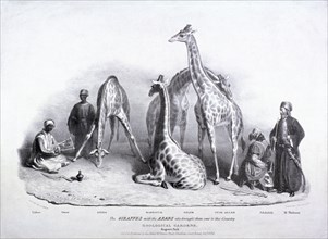 Giraffes at the Zoological Gardens, Regent's Park, Marylebone, London, 1836. Artist: George Scharf