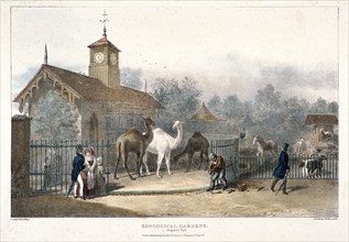 Zoological Gardens, Regent's Park, London, 1835. Artist: Charles Joseph Hullmandel