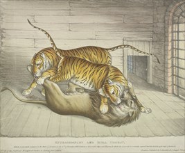 'Extraordinary and Fatal Combat...between a lion and a tiger and tigress...,Tower of London, 1830. Artist: Anon