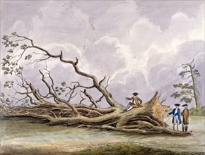 Trees damaged by a storm of 15th October, Roehampton, London, 1780. Artist: Edwin Edwards
