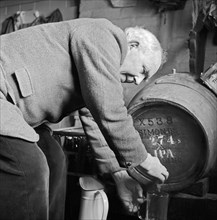 An elderly Gloucestershire man pouring a pint of beer, c1946-c1949