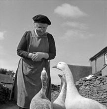 Woman looking down at a group of geese, Cumbria, 1957