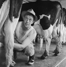 Milking cows by hand, Wood Farm, Toftwood, near Dereham, c1946-c1980