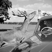 Deer in Richmond Park, Greater London, 1962-1964