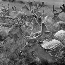Deer in Bushy Park, Greater London, 1964