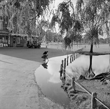 Hare and Billet Pond, Blackheath, London, 1955-1965