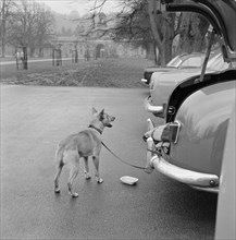 Dog tethered near the stables, Chatsworth House, Derbyshire, 1959