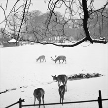 Deer in Golders Hill Park, Hendon, London, 1960-1965