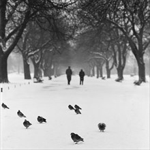Pigeons on a snowy path, Regent's Park, London, 1960-1965
