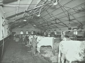 Grooming cattle in a cowshed, Claybury Hospital, Woodford Bridge, London, 1937. Artist: Unknown.