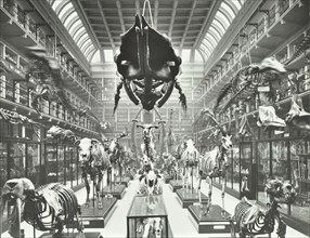 Animal skeletons at the Royal College of Surgeons, Westminster, London, 1911. Artist: Unknown.