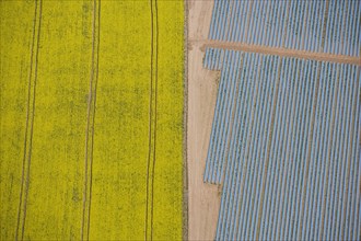 Agriculture in yellow and blue, Wood Bevington Farm, Salford Priors, Warwickshire, 2007