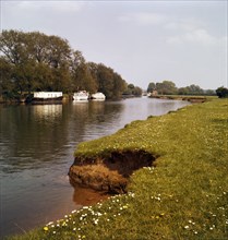 Riverbank with daisies, West Berkshire, late 1960s or early 1970s