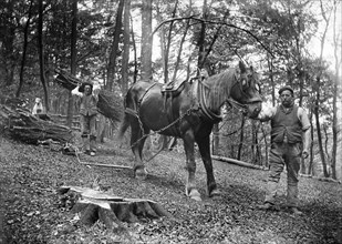 Forestry workers, Princes Risborough, Buckinghamshire, 1903