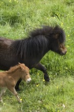 Shetland pony and foal, Devon, c2008