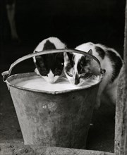 Two cats drinking milk from a pail, 1946-1980