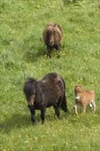 Shetland ponies and foal, Devon, c2008