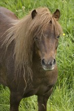 Shetland pony, Devon, c2008