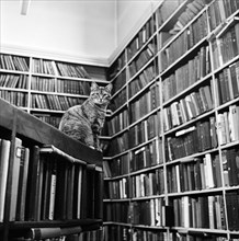 Cat librarian, 1974