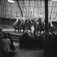 Performing elephants of Bertram Mills Circus, Norwich, Norfolk, 1948