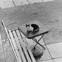 Cat sitting on a table, Berkhamsted, Hertfordshire, 1977