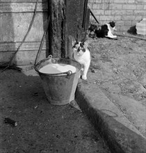 A cat with a milky tongue beside a pail of milk, Hertfordshire, 1950s-1960s