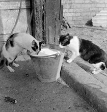 Two cats drinking from a pail of milk, Hertfordshire, 1950s-1960s