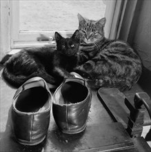 Two cats beside a pair of slippers on the window sill of a house in Lacock, Wiltshire, 1950s