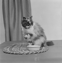 A long-haired tortoiseshell cat sitting on a mat beside a bowl of food, 1970