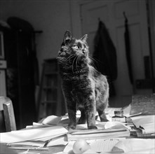 Black shorthair cat standing on papers on a desk, possibly in Newbarn, Isle of Wight, 1960s Artist