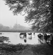 Water meadows, West Harnham, Salisbury, Wiltshire, 1958