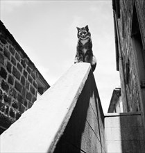 Tabby cat sitting on a wall, Cornwall, 1950